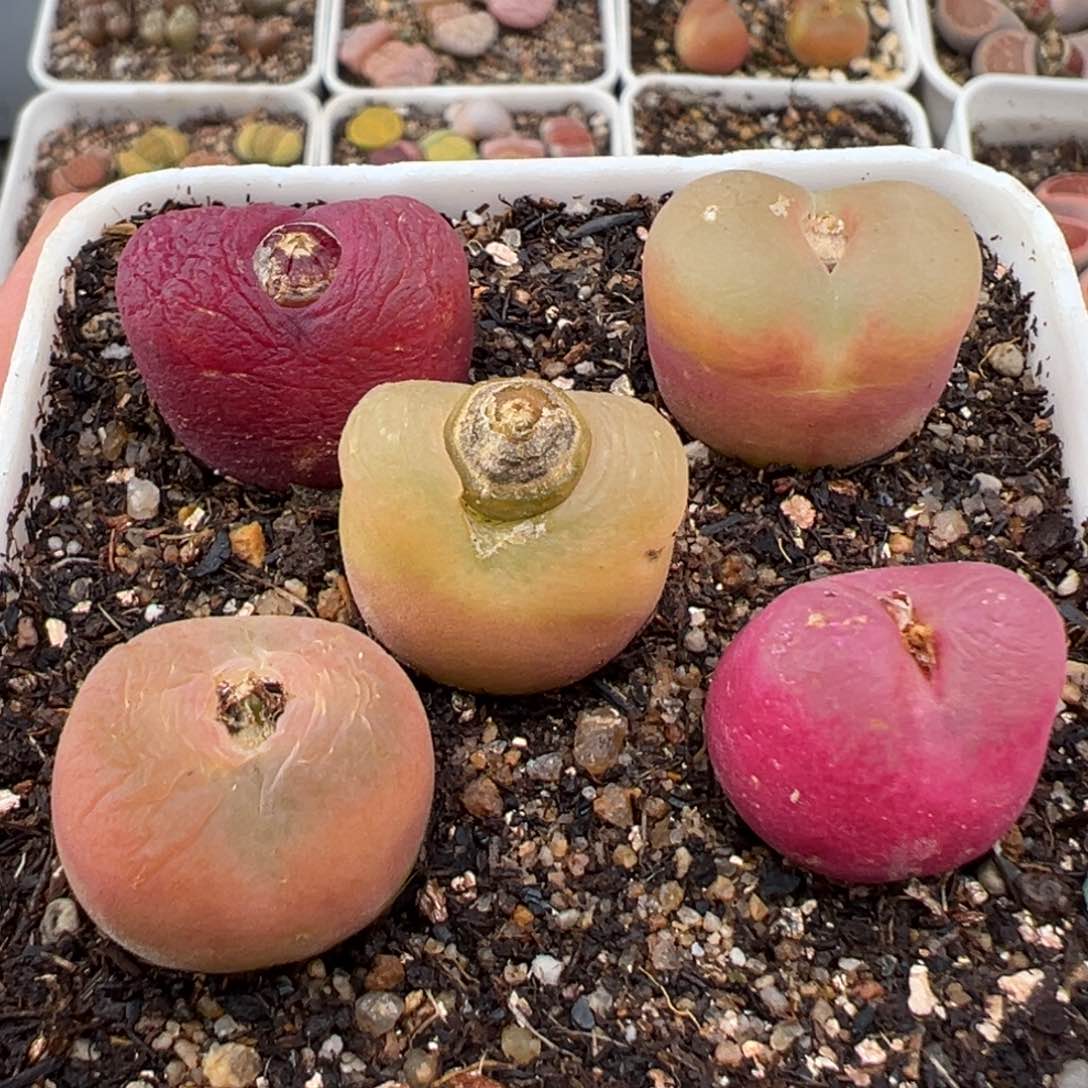 2.9好看的多肉130