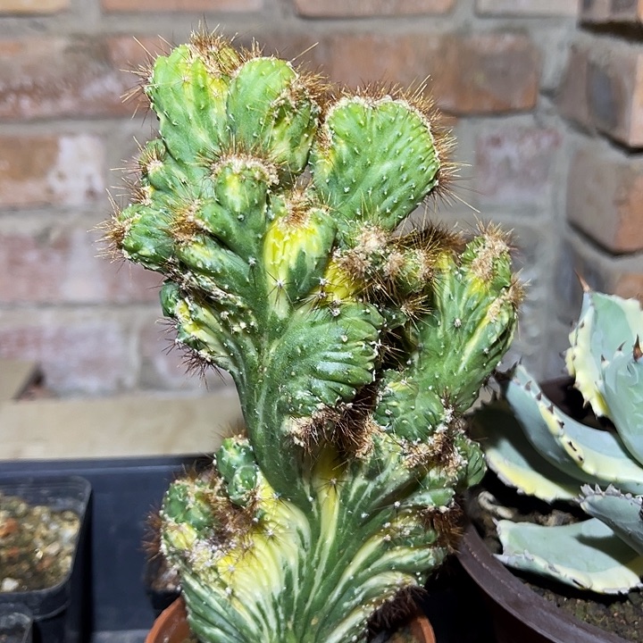 满38包邮2天凑单，脱土晾根发货多肉植物黄金山