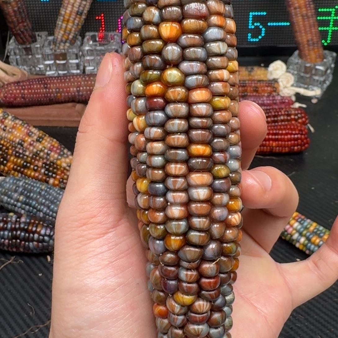 柏香籽/百香籽吊坠好*