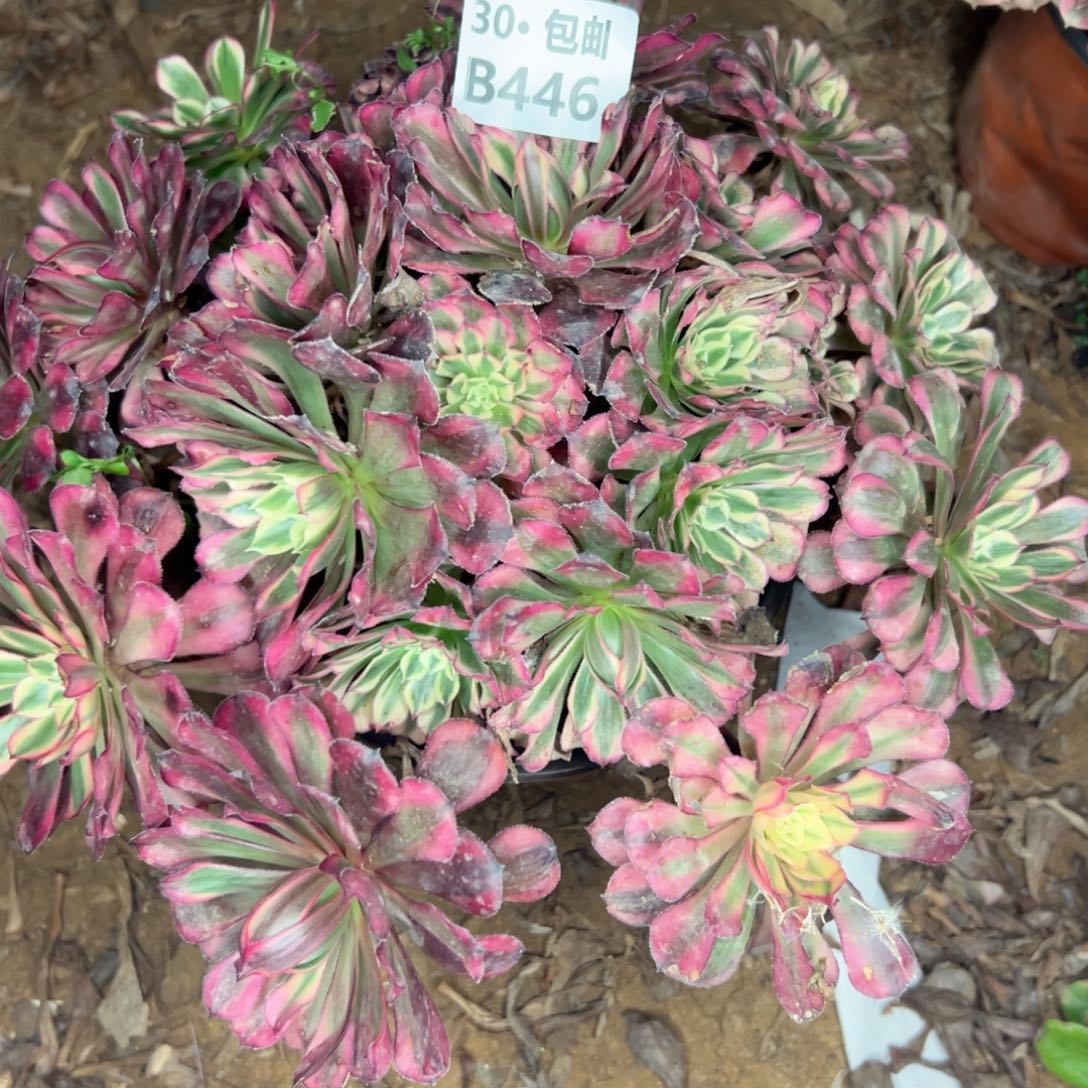 446 多肉不包侧枝