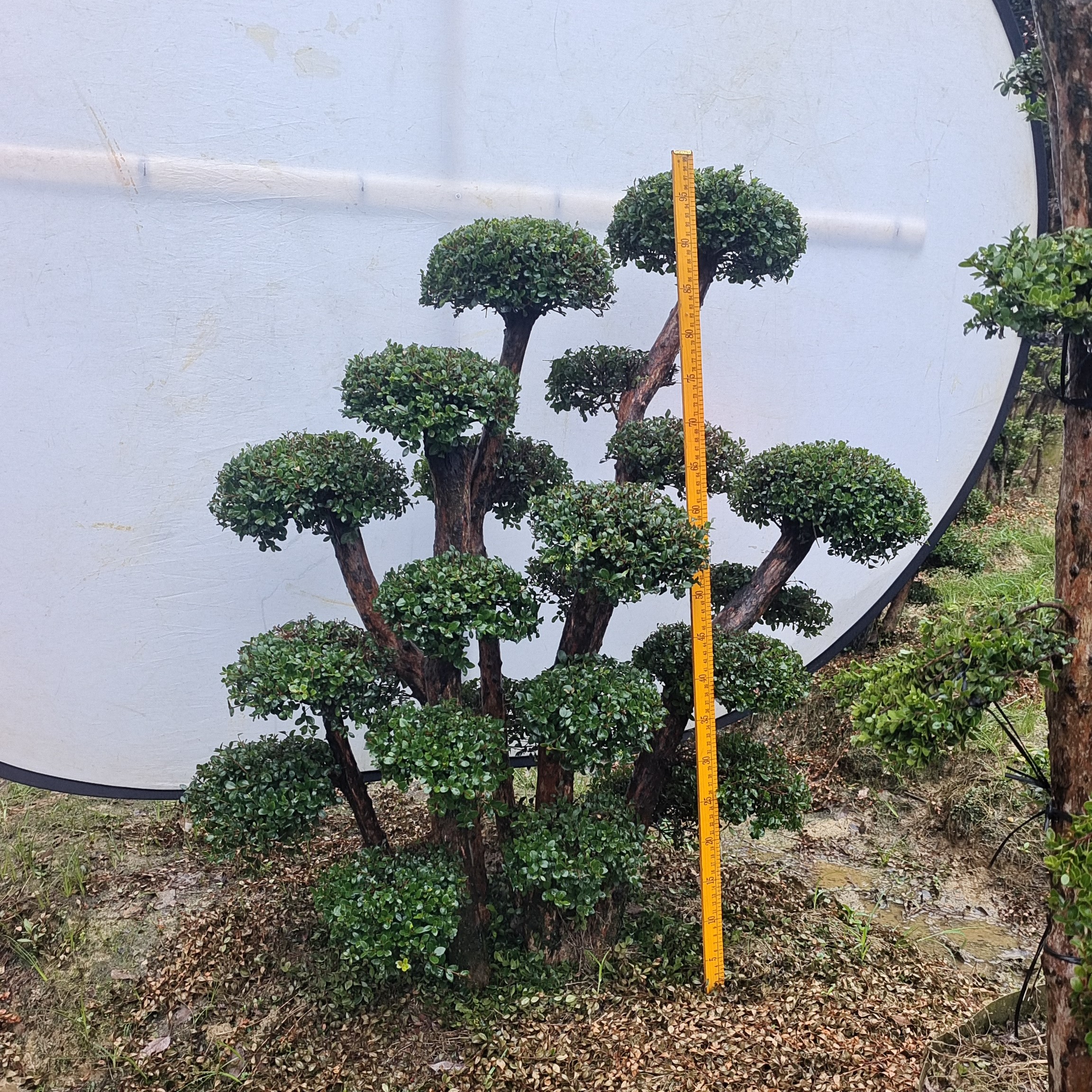 小叶赤楠原生老桩盆景定金