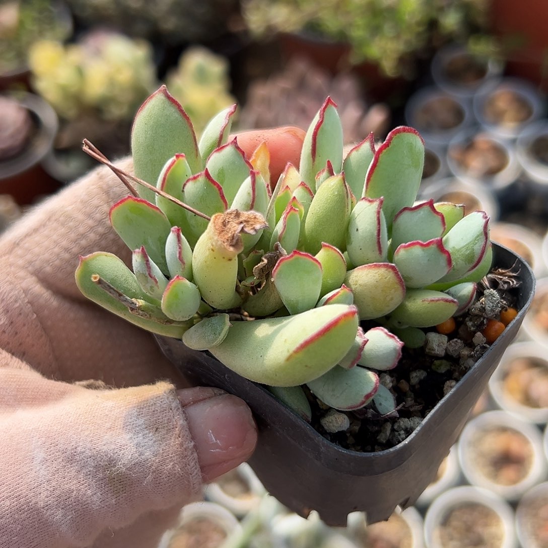 多肉植物巧克力线