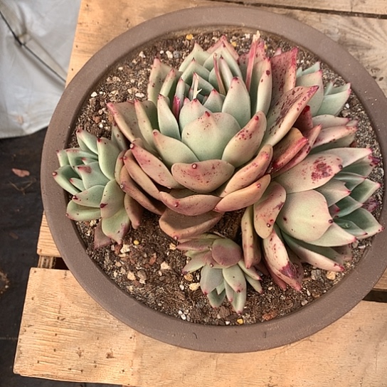 悦**妈美肉特价活动开始啦