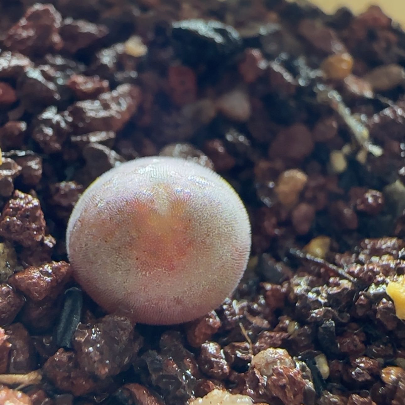 【闪购商品】0450空蝉    