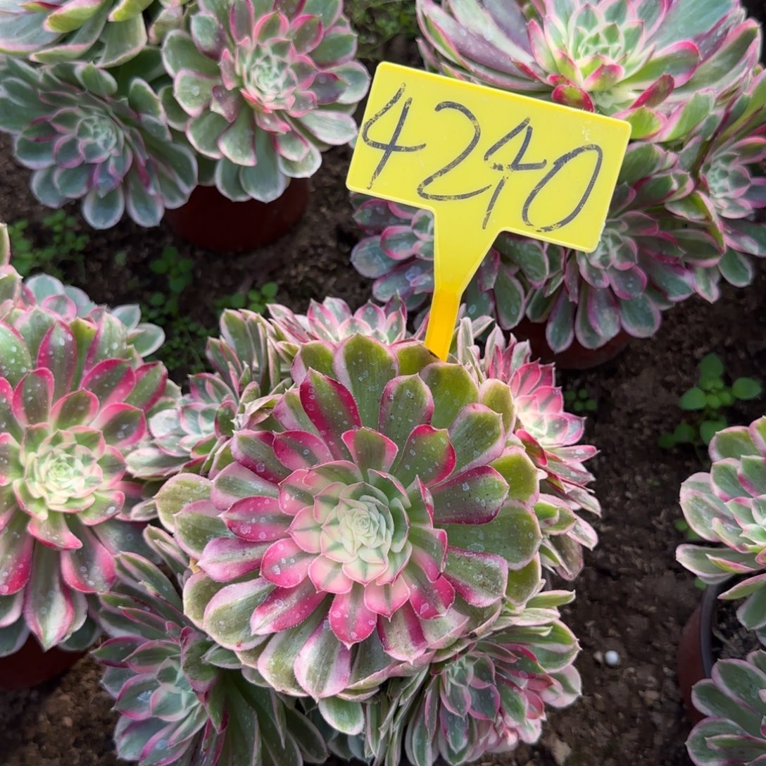 4240---孔雀翎多头