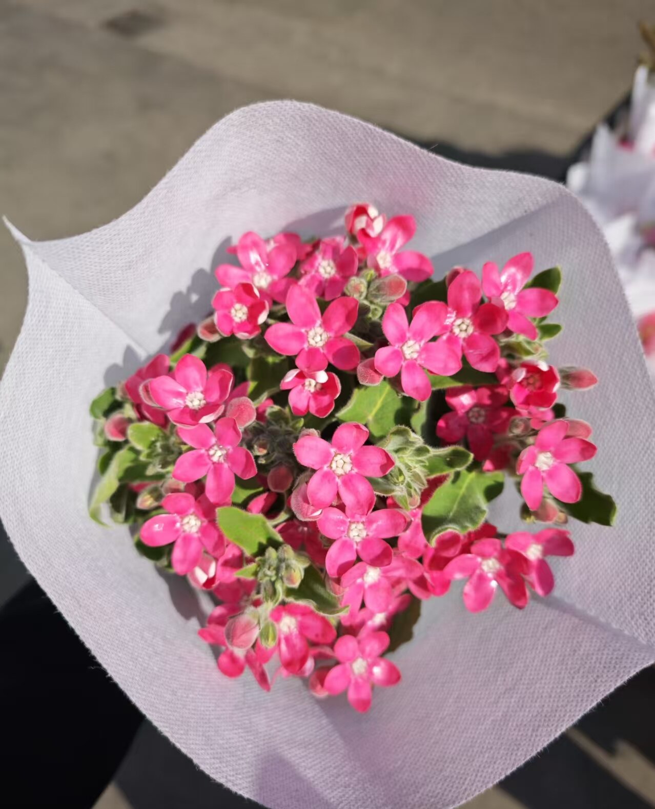 粉星花   相同地址任意两单送配草一束