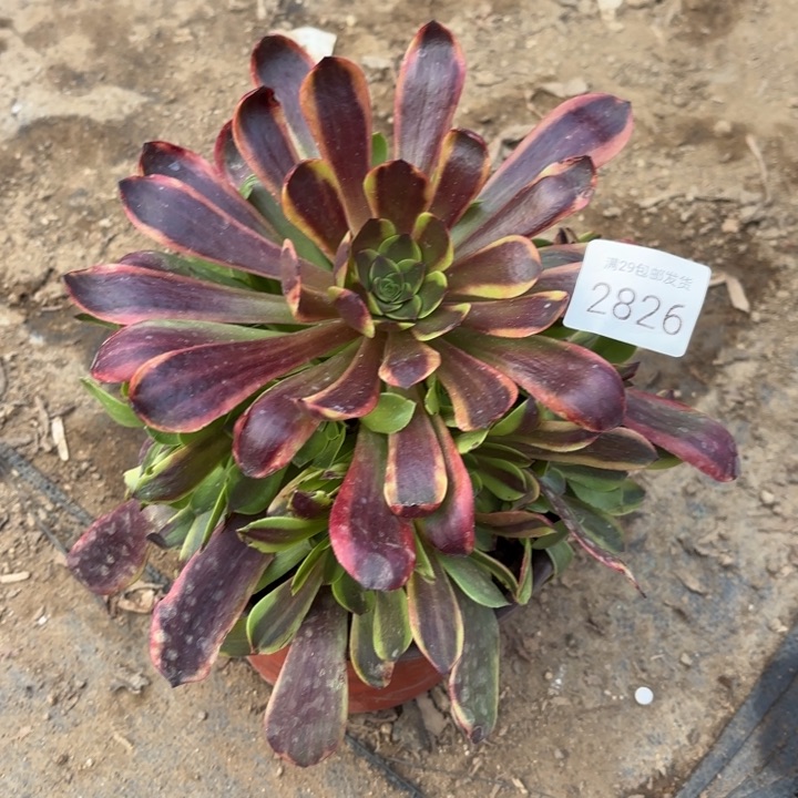 欧佳丽多肉法师2826