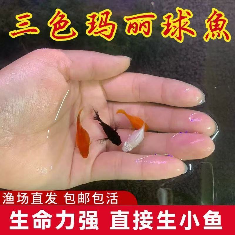 特价5条送1条备损中号玛丽球