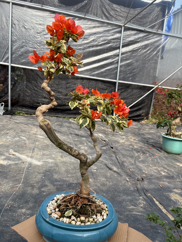 【一物一拍】三角梅多款造型盆景