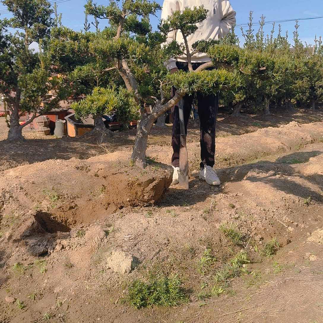 季***吹完全开放罗汉松，基地直发