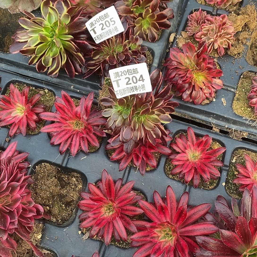 乐*忧204205欧佳丽缀化两棵