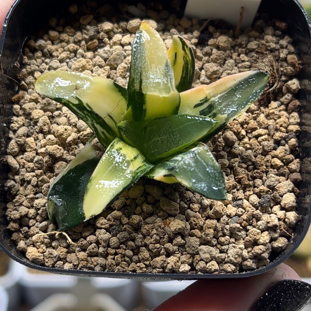 42克锦福利专场多肉