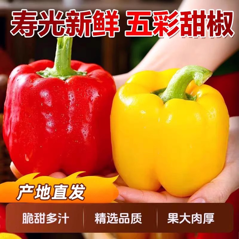 【中小果高性价比】【晚熟品种更脆甜】寿光水果彩椒甜椒灯笼椒现摘发