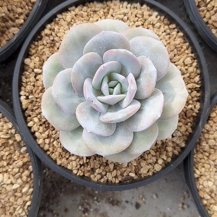 021啊我的天啊我的神啊我