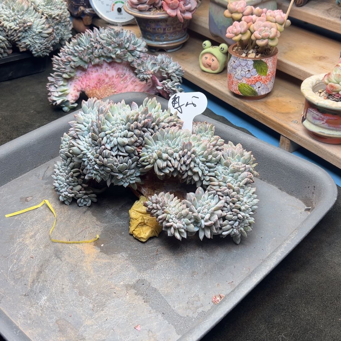 繁心拍梦露缀寄养换盆