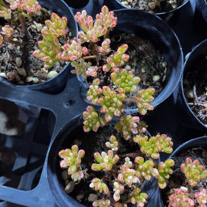 小人姬锦2.8带盆土发货