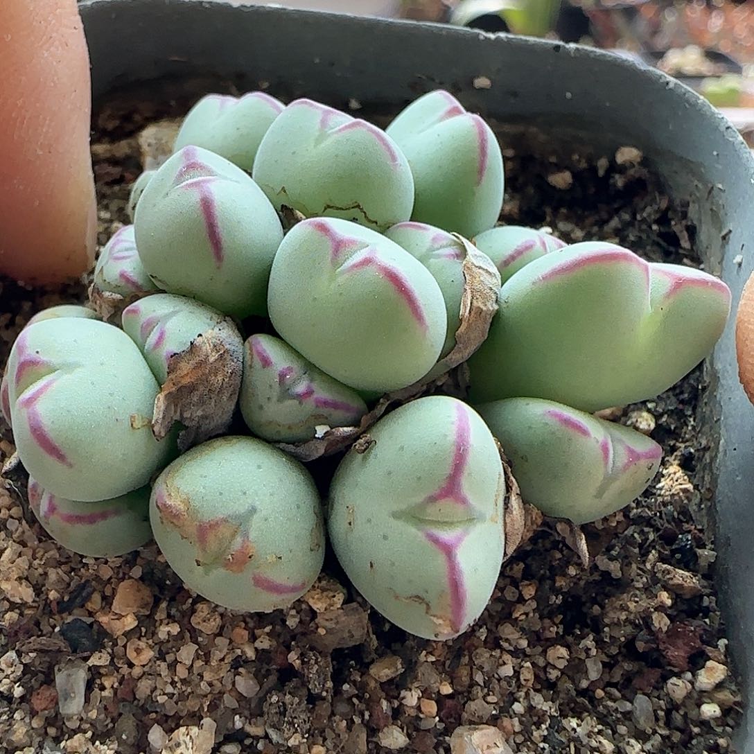 28发货脱土发货27432