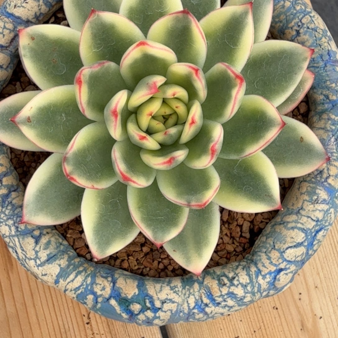 粉色韵律 安吉园艺