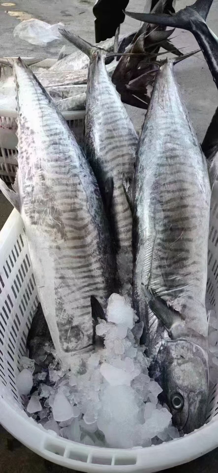 【6斤-6.9斤】博贺港海钓康氏马鲛鱼海鲜整条新鲜原切当天发货顺丰包邮