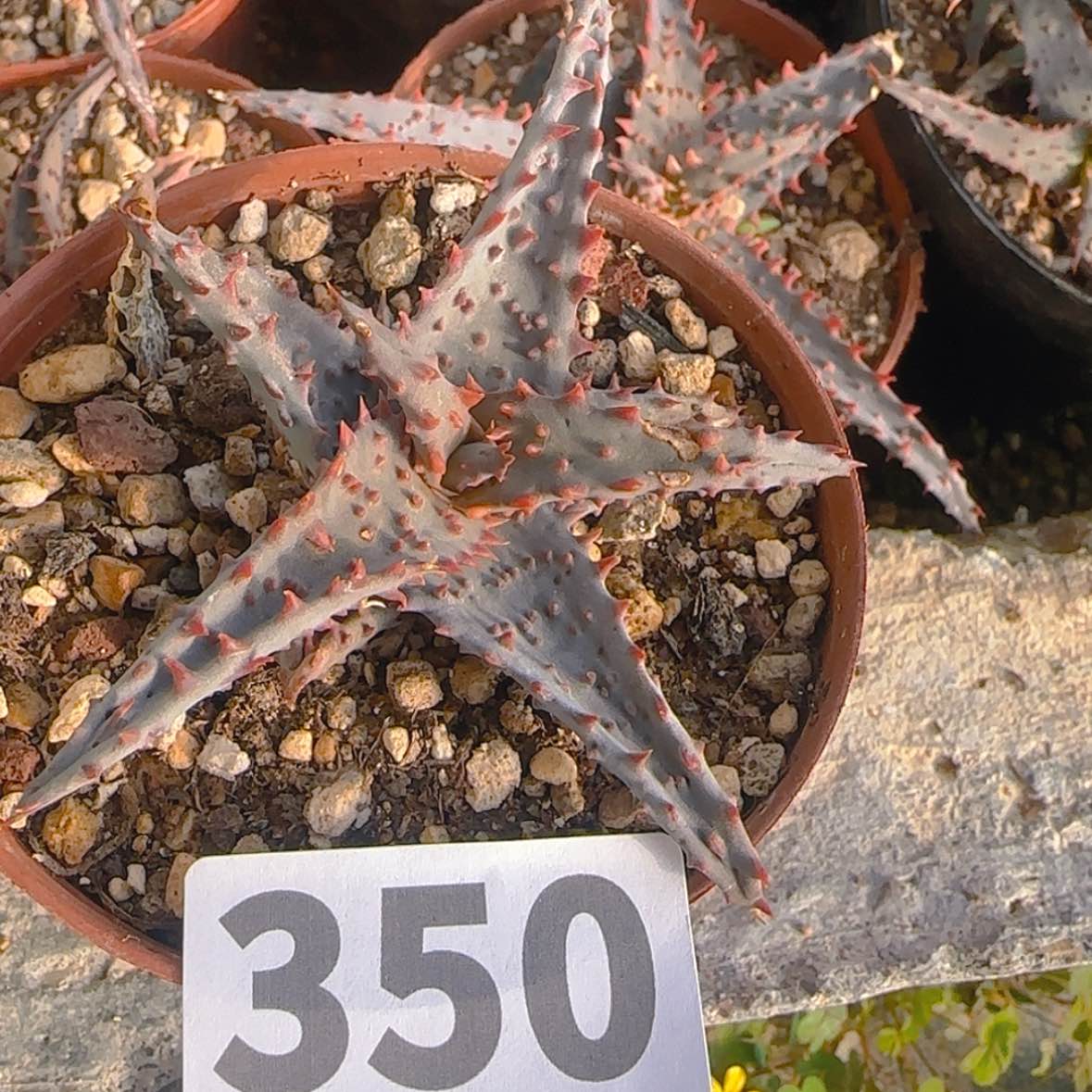 【闪购商品】叮***坨块根植物