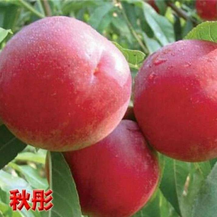 《送礼专用》河北深州蜜桃水蜜桃秋彤脆甜新鲜水果优选好吃五斤包赔