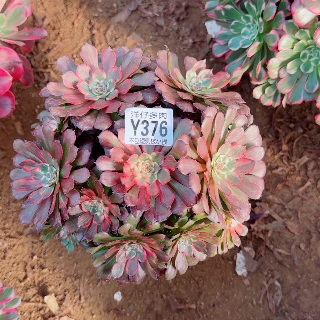 烟华法师376冠幅20