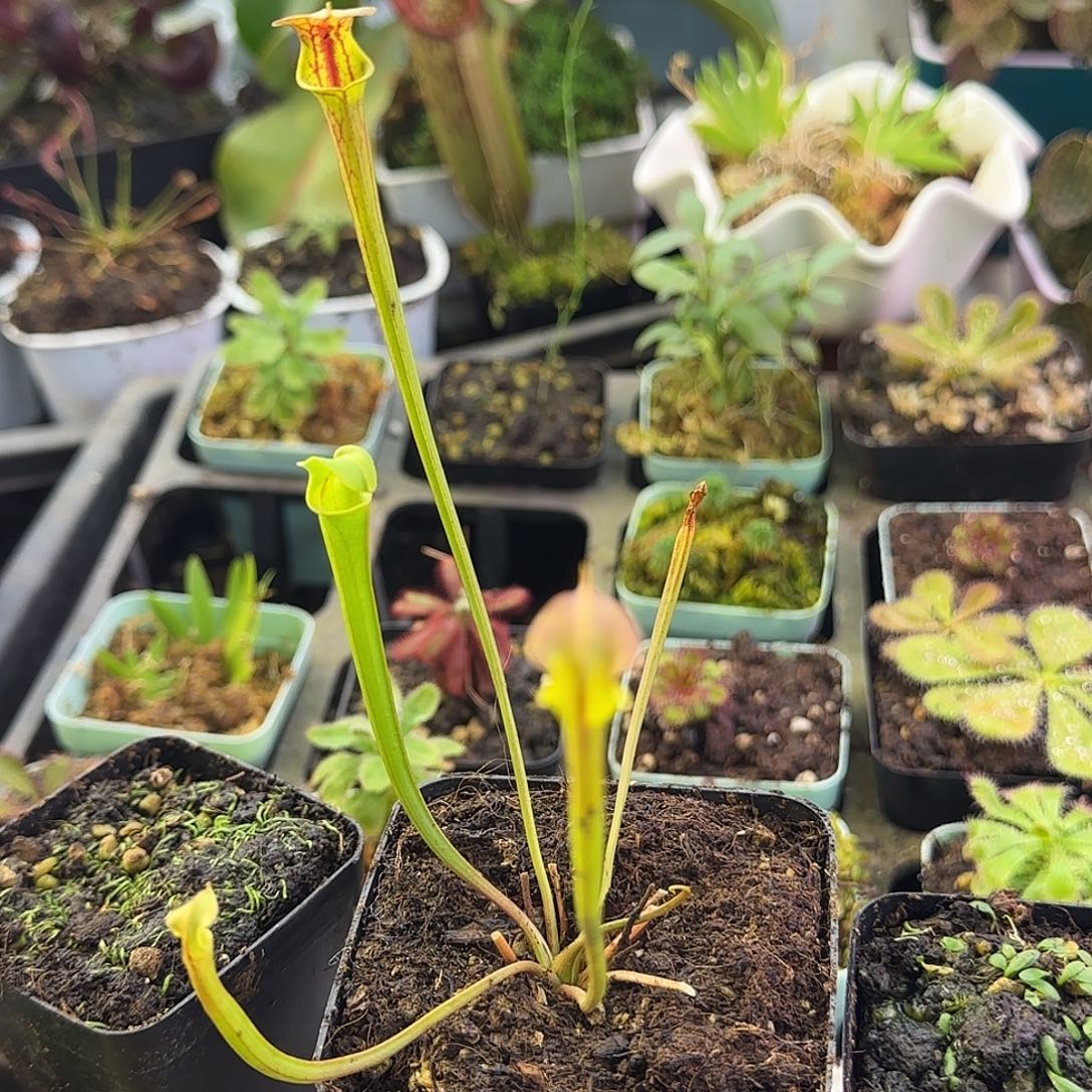 完全开放F99帝王黄