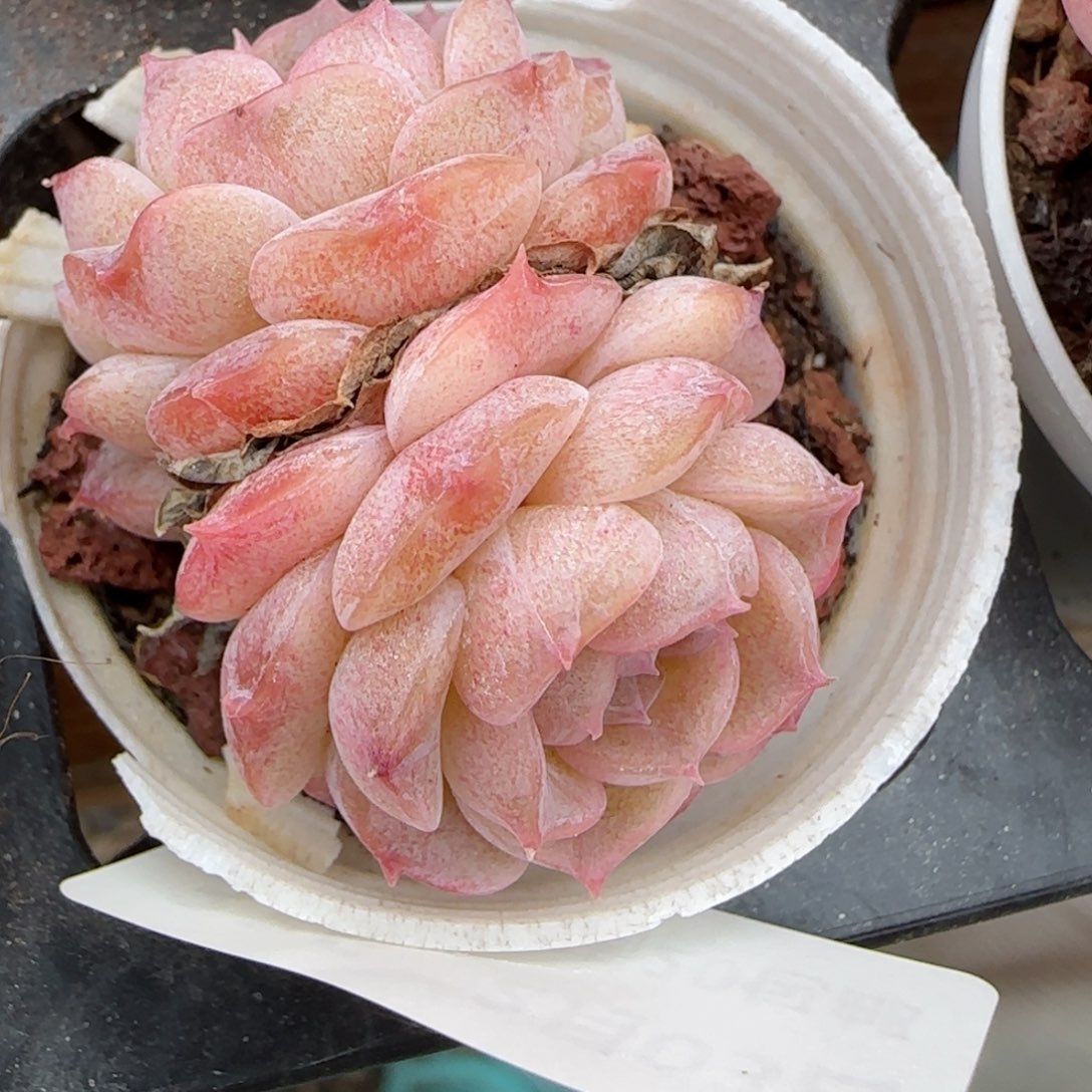 花语逸镜0203-336