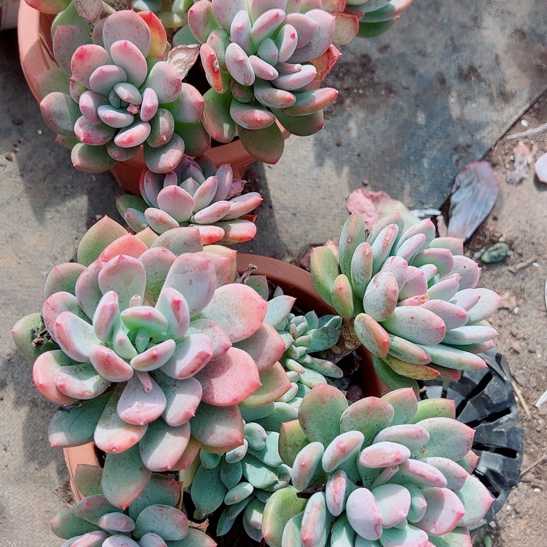 灰姑娘多头群生精品特价