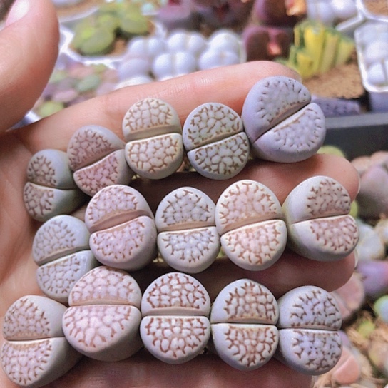 无花朵0338，1.7厘米左右如图15棵