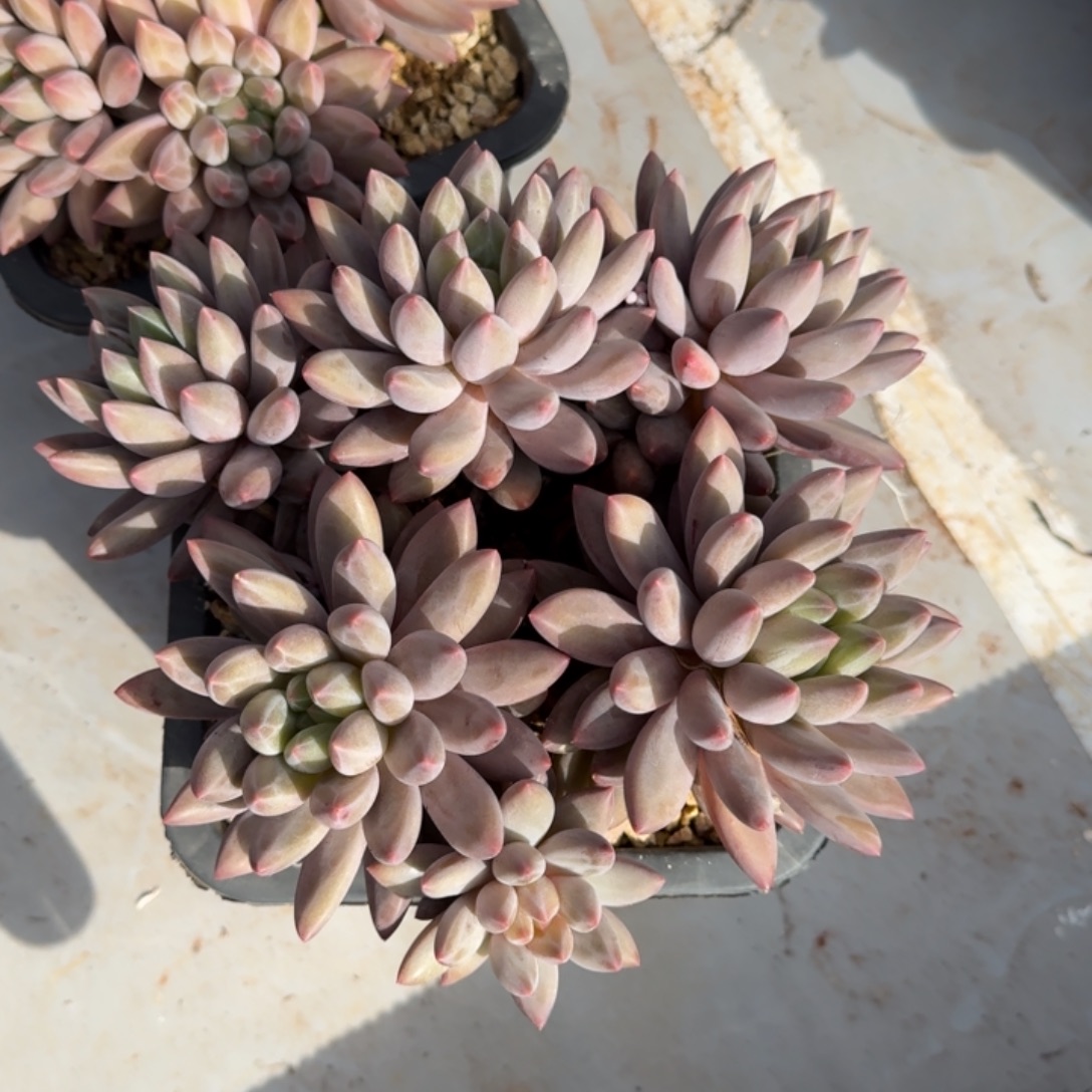 十***空阿原精品多肉红蜻蜓