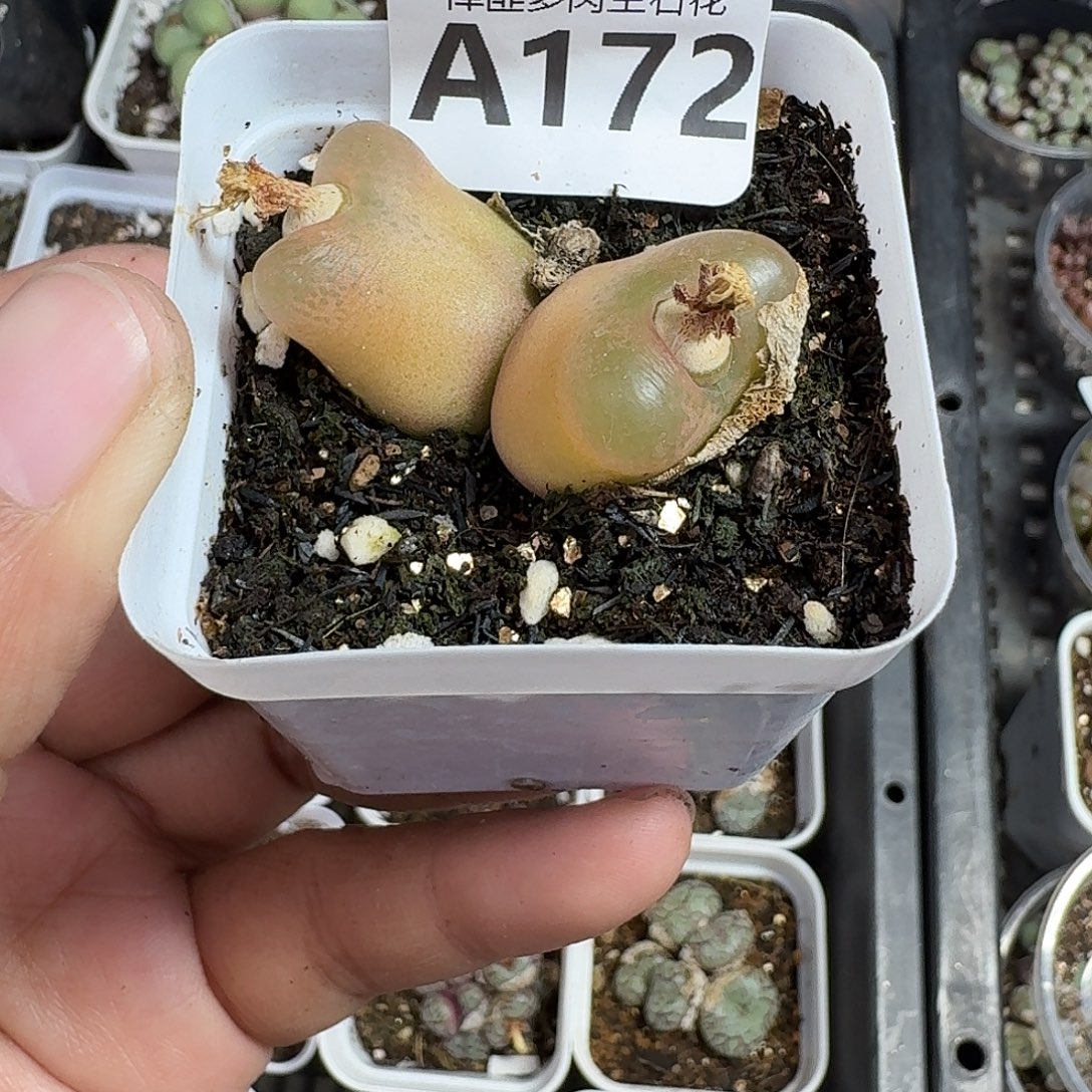 172多肉植物多肉植物