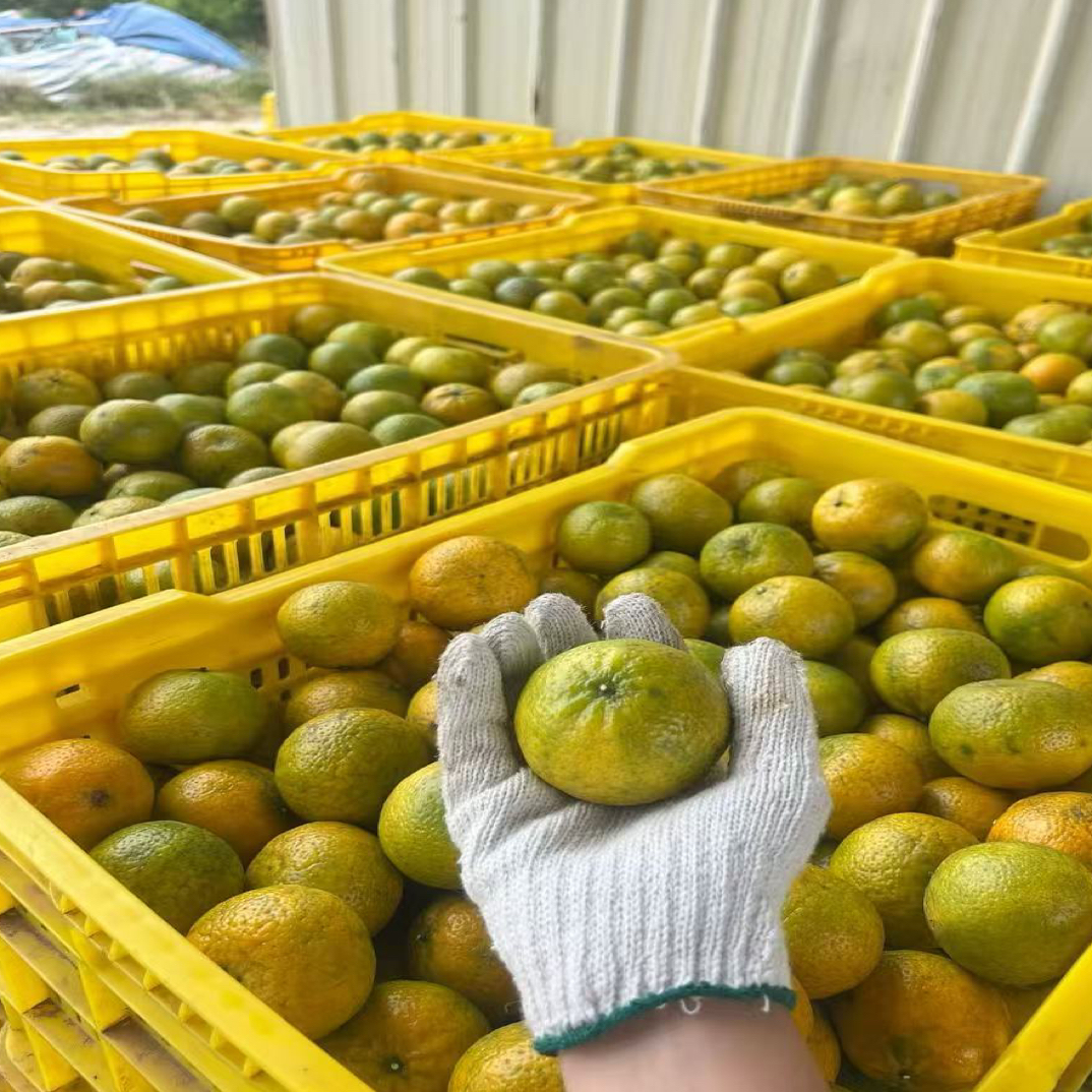 正宗新会陈皮茶枝柑新皮高端收藏款