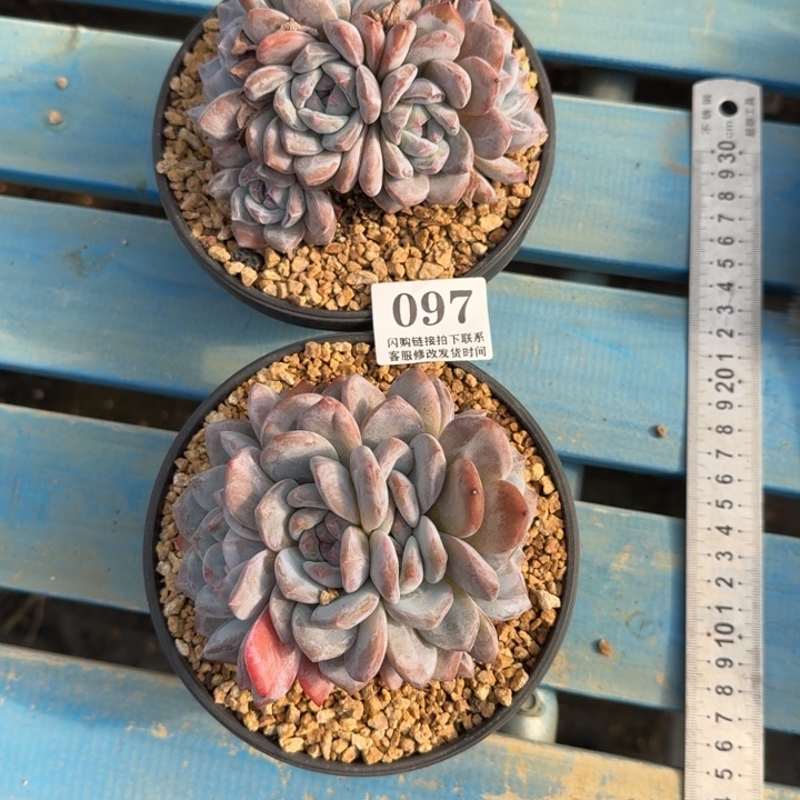 做***人097星影群2颗无砍10-11cm左右