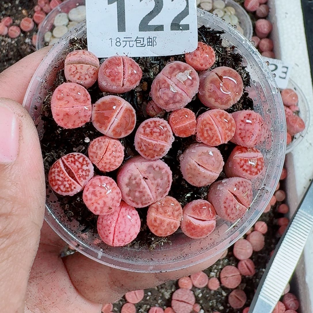 122多肉植物多肉植物