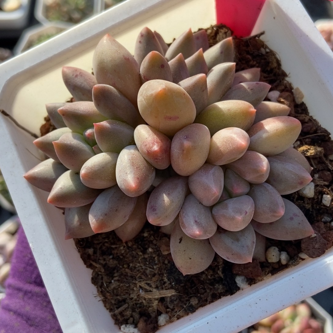 79水晶球多肉植物多肉