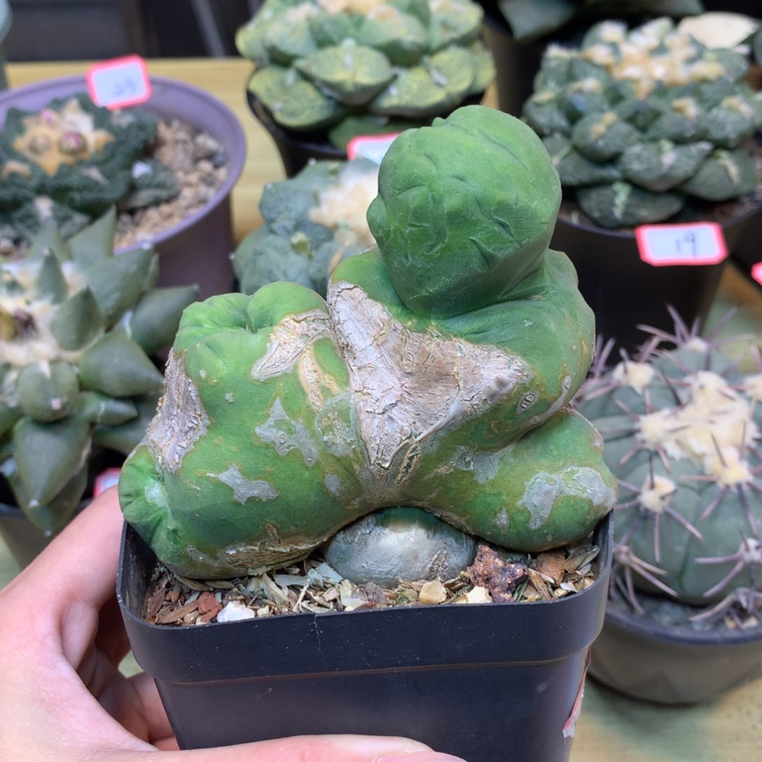     27号 自根短毛丸石化9公分