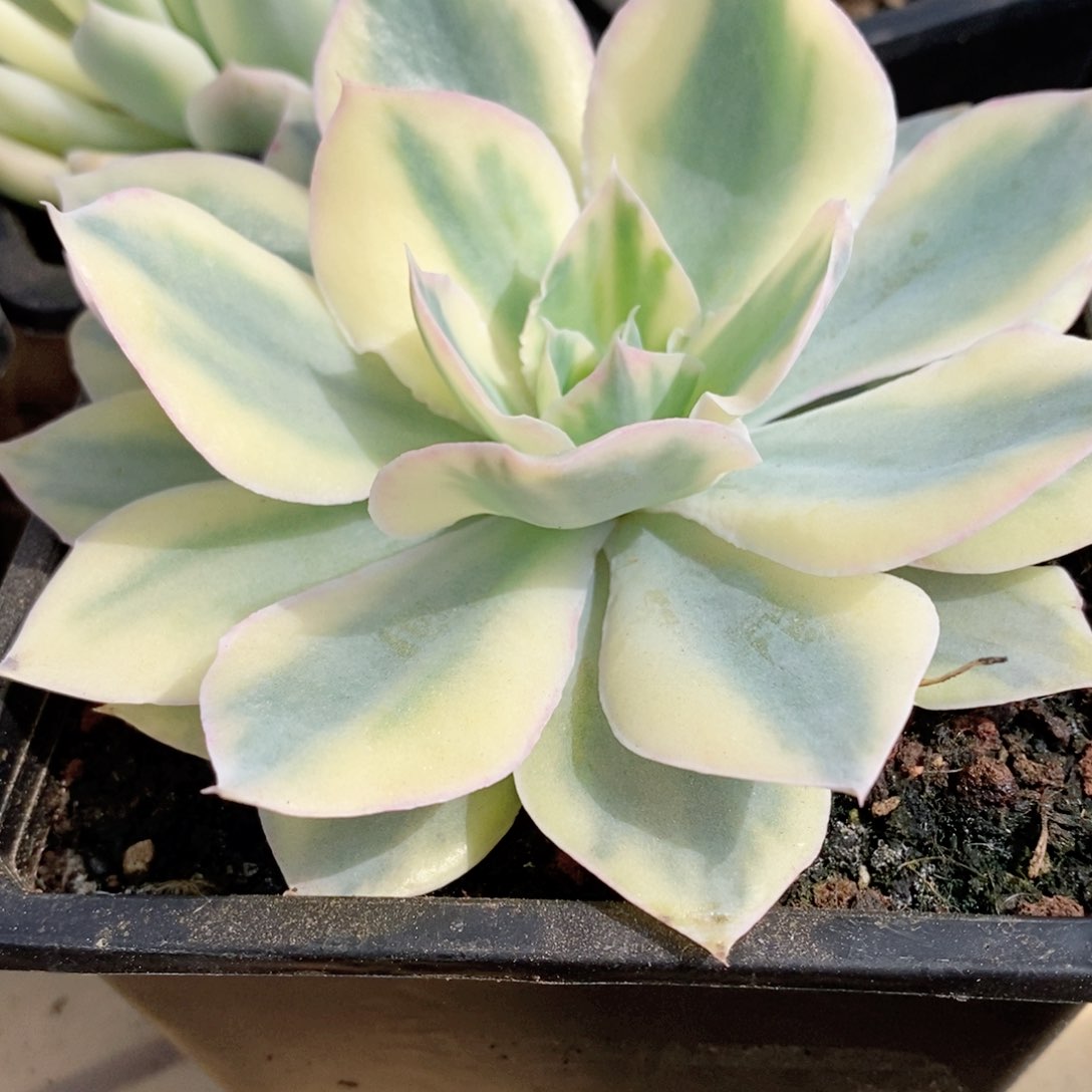 Pink 锦多肉锦景天