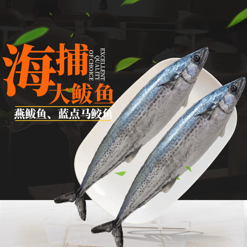 燕鲅鱼大号新鲜蓝点马鲛鱼野生海捕白腹马鲛威海海鲜过节送礼年货