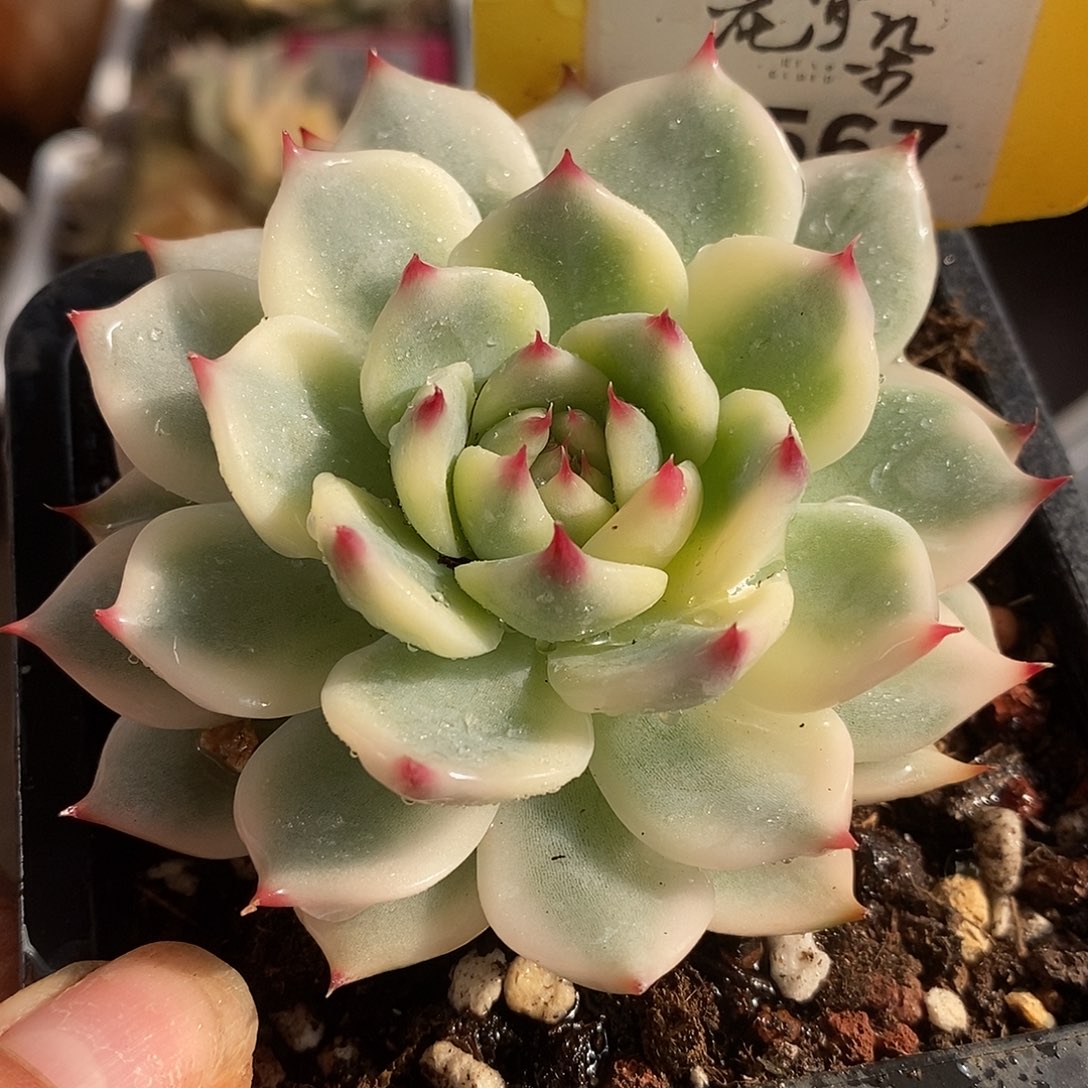 567娃娃哈哈哈哈哈哈哈