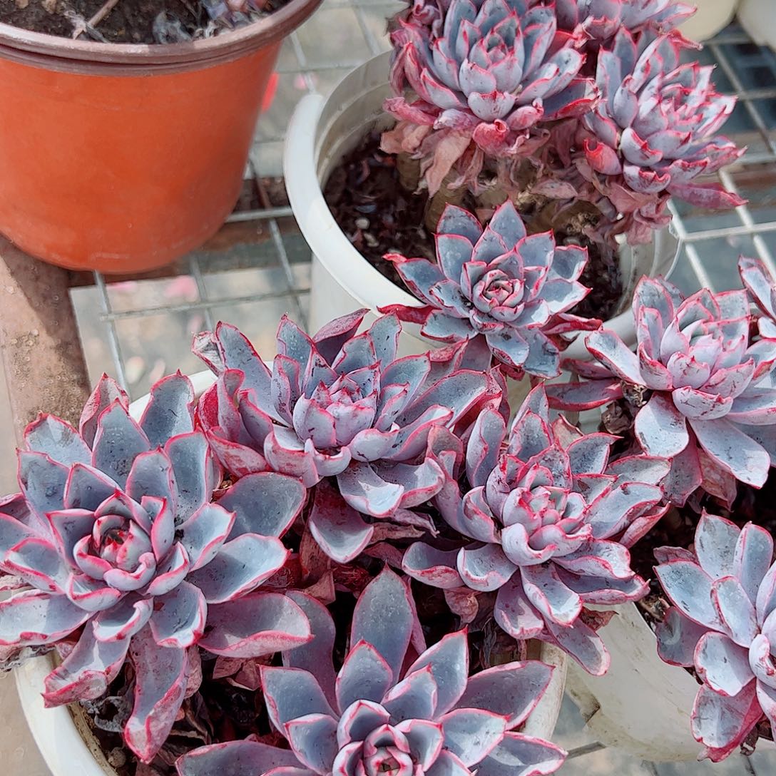 小叶赫拉多头群生老桩