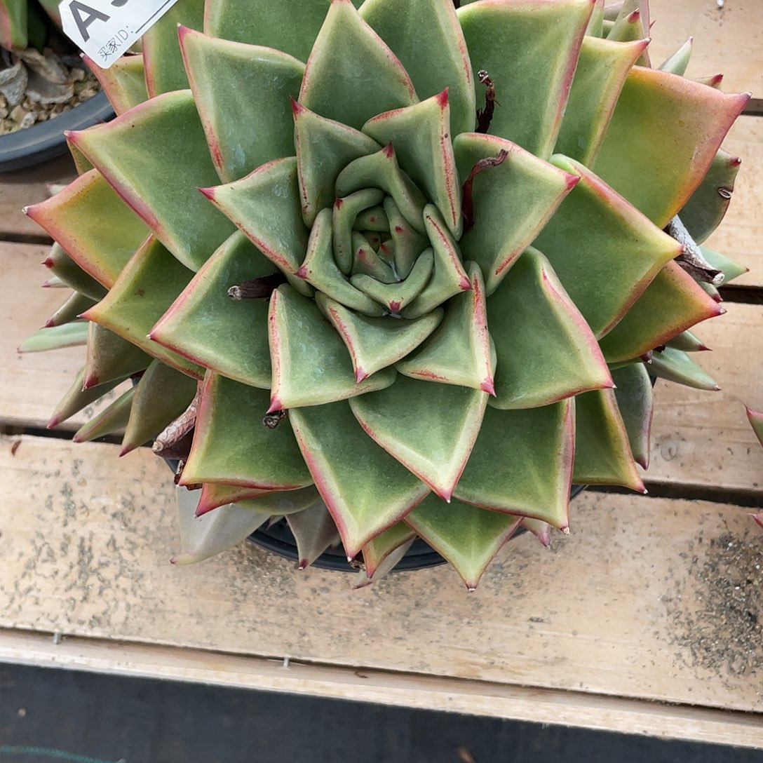 若如东云单拍A998