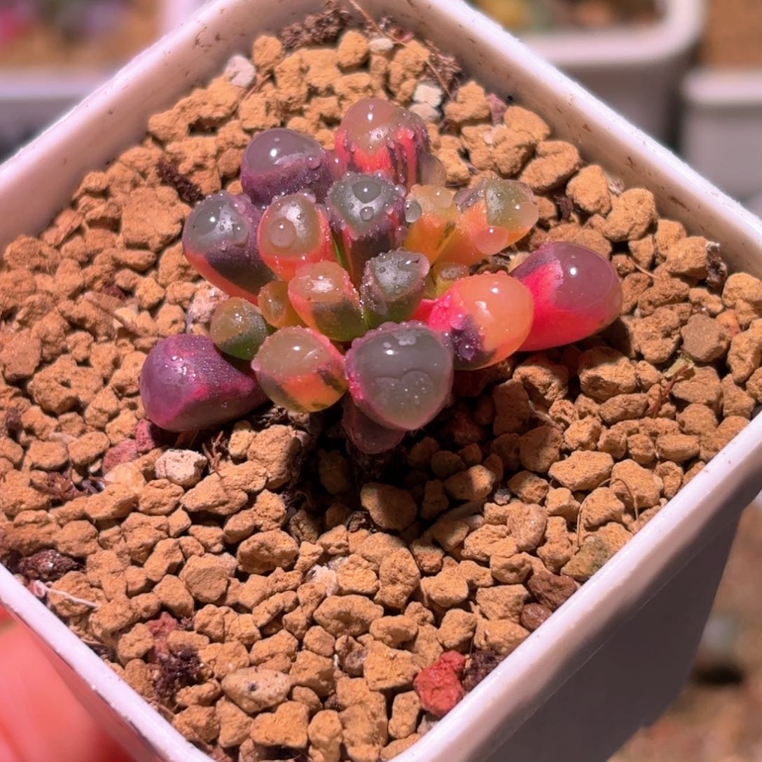 245号五十铃玉锦多肉植物锦一物一拍带盆土