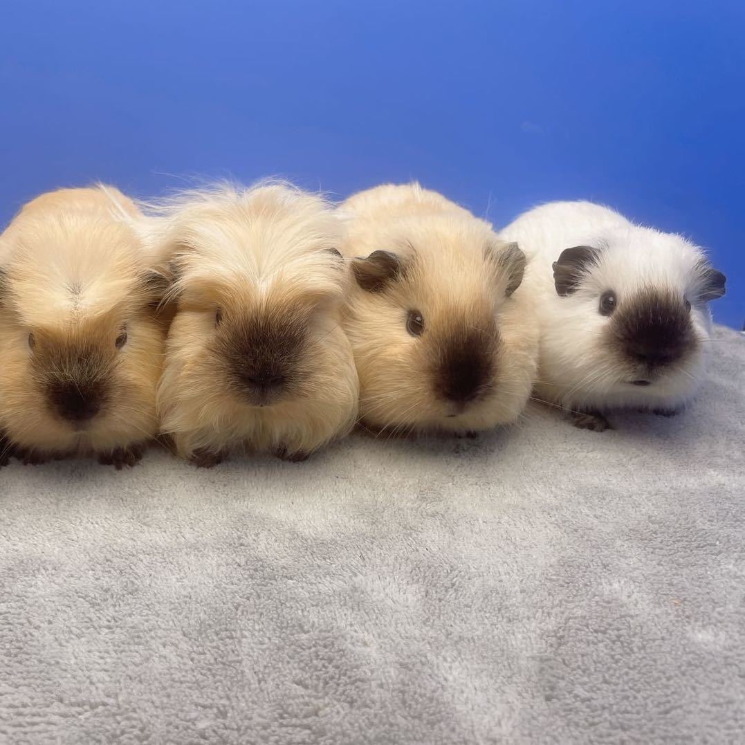 活体豚鼠小宠物天竺鼠家庭喂养自家繁殖直播挑选到家