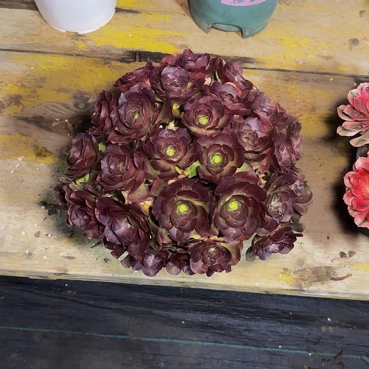 魅金玫瑰魅金玫瑰016