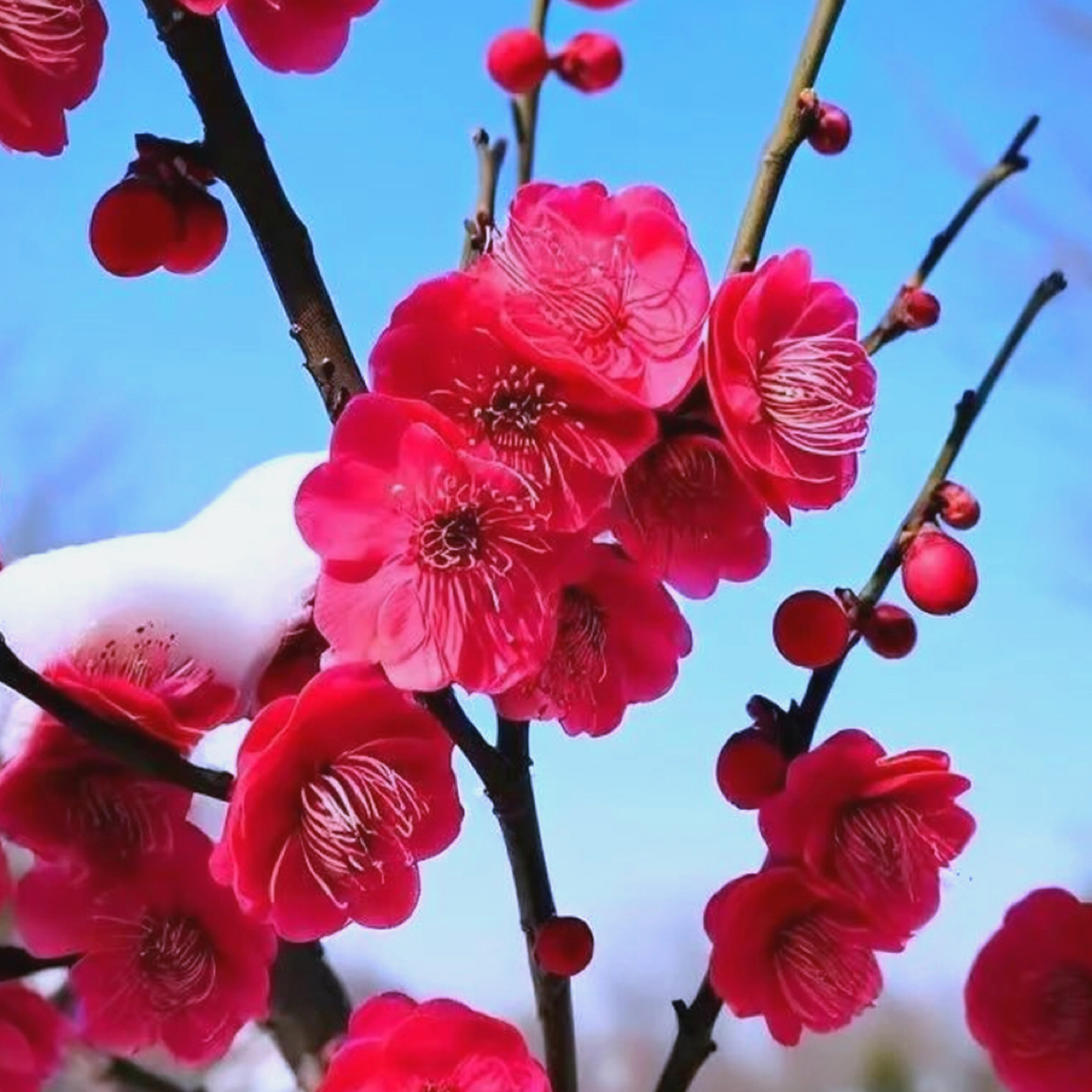 浓香型耐寒红梅花树苗好养易活开花艳丽带淡香