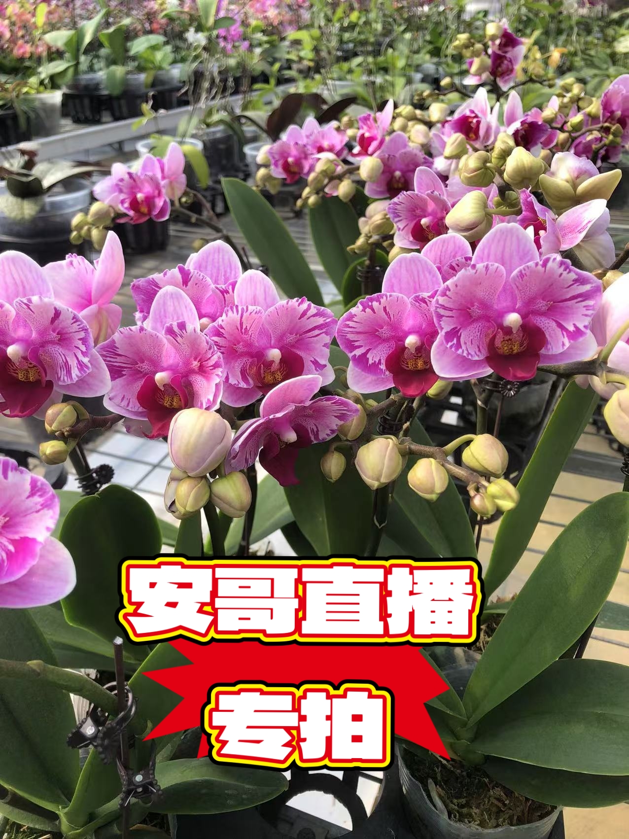 安哥直播间蝴蝶兰（支持一物一拍）室内花卉兰花带花苞真花幸运星
