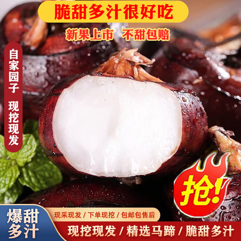 湖北新鲜马蹄脆甜化渣现挖现发马蹄荸荠地梨农家时令即食水果蔬菜