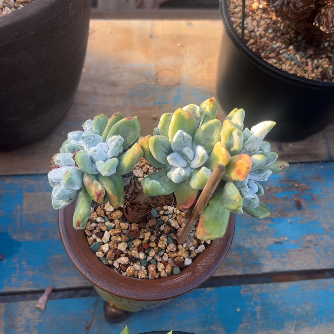 除霜苹果叶～一物一拍1812