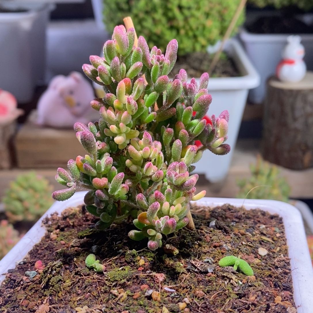 红宝石锦带盆土发货一物一拍